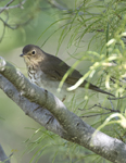 Swainsons Thrush 6532